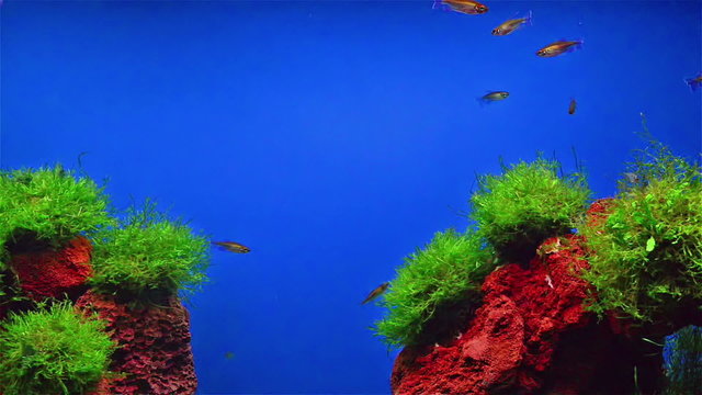 fishes swimming in aquarium with fasle hill in bottom 2