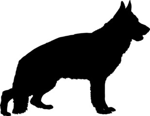 German Shepherd Silhouette with Collar