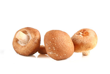 Shiitake mushrooms  on white background