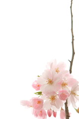 Plakat 桜の花