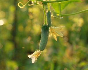 Cucumber plant