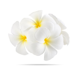 frangipani bloem