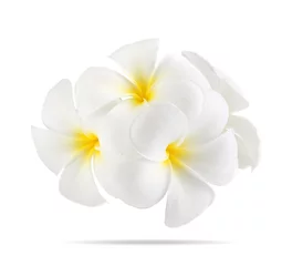 Afwasbaar Fotobehang Frangipani frangipani bloem