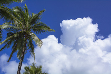パラオ、コロール島の入道雲