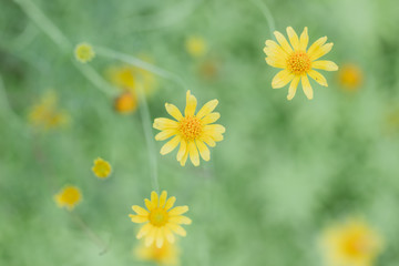 Little yellow star flower in soft focus