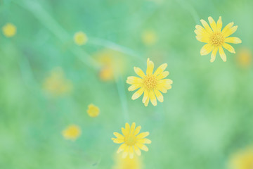 Little yellow star flower in soft focus