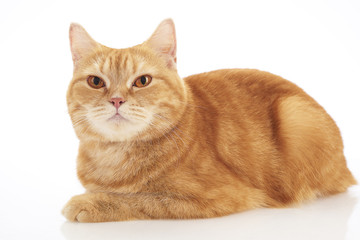 british shorthair cat