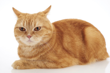 british shorthair cat