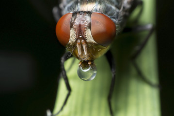 Flies cause diseases