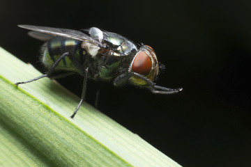 Flies cause diseases