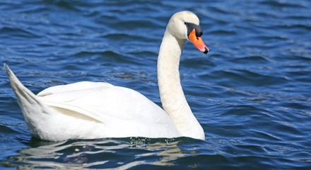 Naklejka premium Mute Swan swimming in the water of the pond