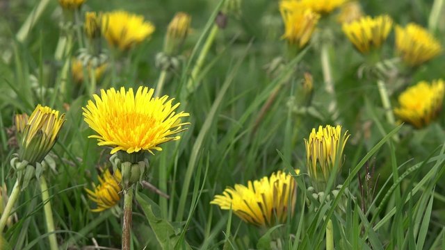 Feld mit L&ouml;wenzahn im Wind
