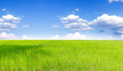 Landscape of Thai rice field under blue sky and clound