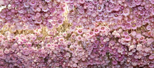 arri&egrave;re-plan de fleurs