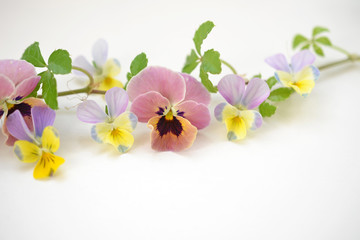 Obraz premium ビオラの花あしらい