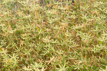 herbe chiendent patte poule