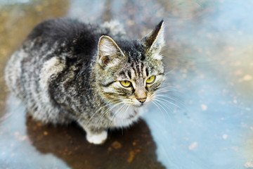 stray cute kitten sitting in a puddle in the rain