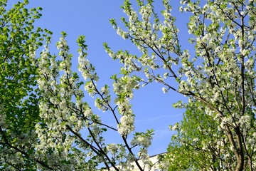 Spring flowers and flower trees