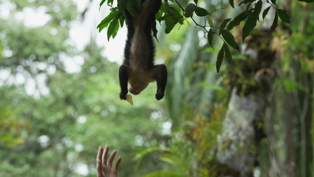 Medium panning shot of tourist feeding monkey in tree / Quepos, Puntarenas, Costa Rica