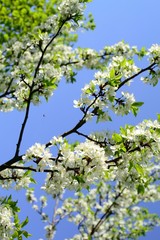 Spring flowers and flower trees