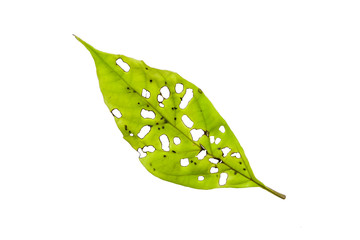 Leaf with holes isolated on white background