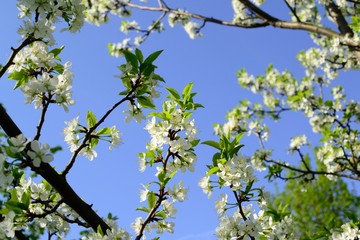 Spring flowers and flower trees