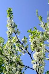 Spring flowers and flower trees