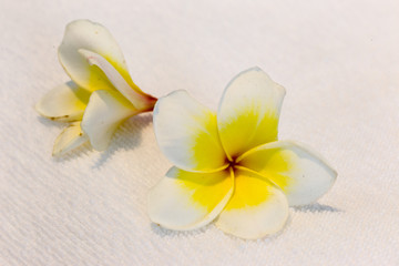 Fototapeta na wymiar Frangipani flower on white towel