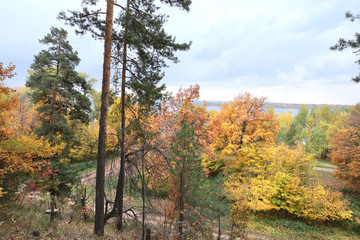 Fototapeta premium autumn in the mixed forest