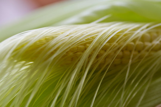 Pannocchia verde