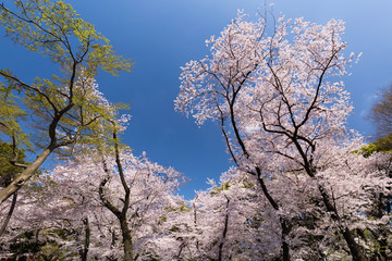 上野公園の花見