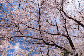 上野公園の花見