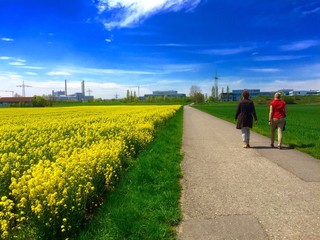Spaziergang am Rapsfeld und Heizkraftwerk als Kulisse