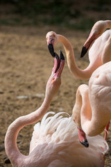 bickering with Rosy Flamingo, Phoenicopterus ruber roseus,