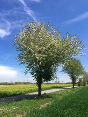 Straßen-Allee mit japanischen Kirschblüten