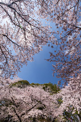上野公園の花見