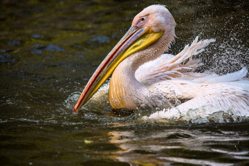 basking Great White Pelican, Pelecanus onocrotalus,