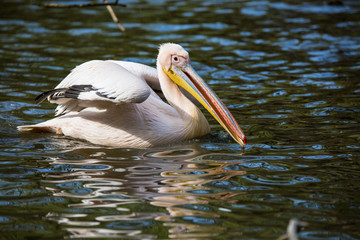basking Great White Pelican, Pelecanus onocrotalus,