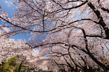 上野公園の花見