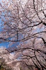 Obraz na płótnie Canvas 上野公園の花見