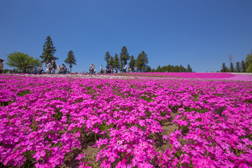 一面に咲く芝桜（埼玉 羊山公園）