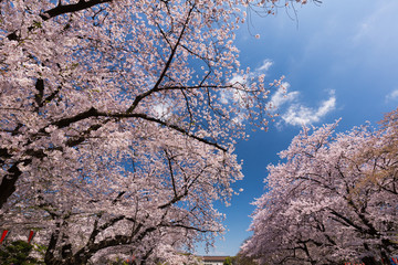 上野公園の花見