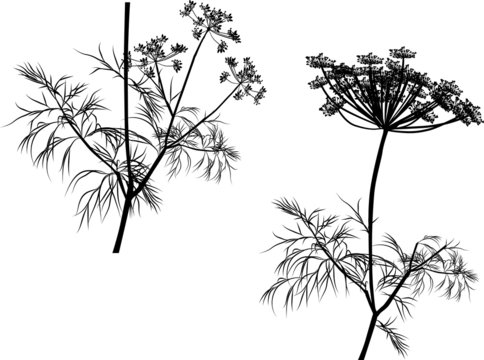 black illustration with isolated dill