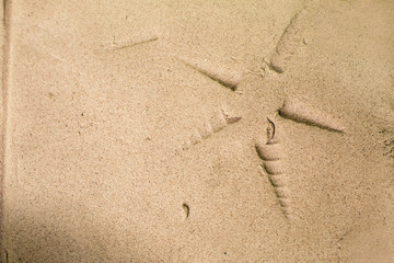 Seashell print in the sand