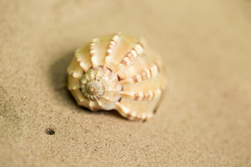 Seashell on the sand