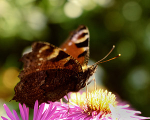 european peacock butterfly (6)