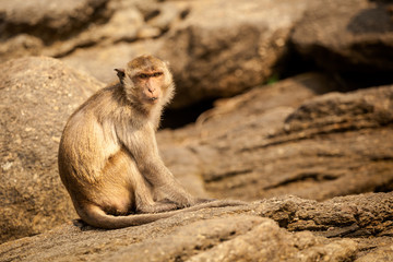 Monkey in Khao Takiab temple