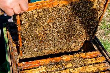Bees works on honeycomb.