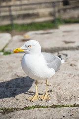 Herring Gull. Larus Argentatus. Roman Forum. Italy.