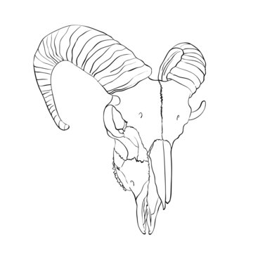 Ram skull sketch, vector illustration